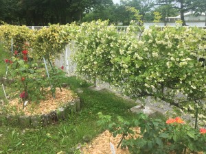 20200525 郡山市　開成山公園バラ園_200525_0005